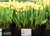 Tulipa Vedi Napoli ® (1)